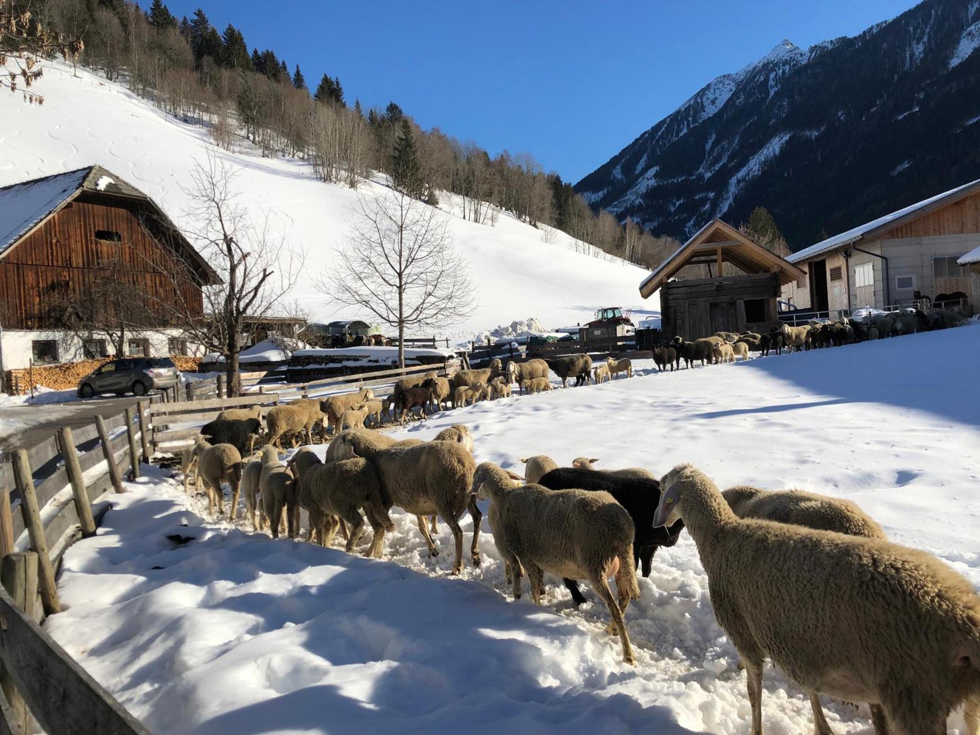 Auerhof Schladming Exterior foto